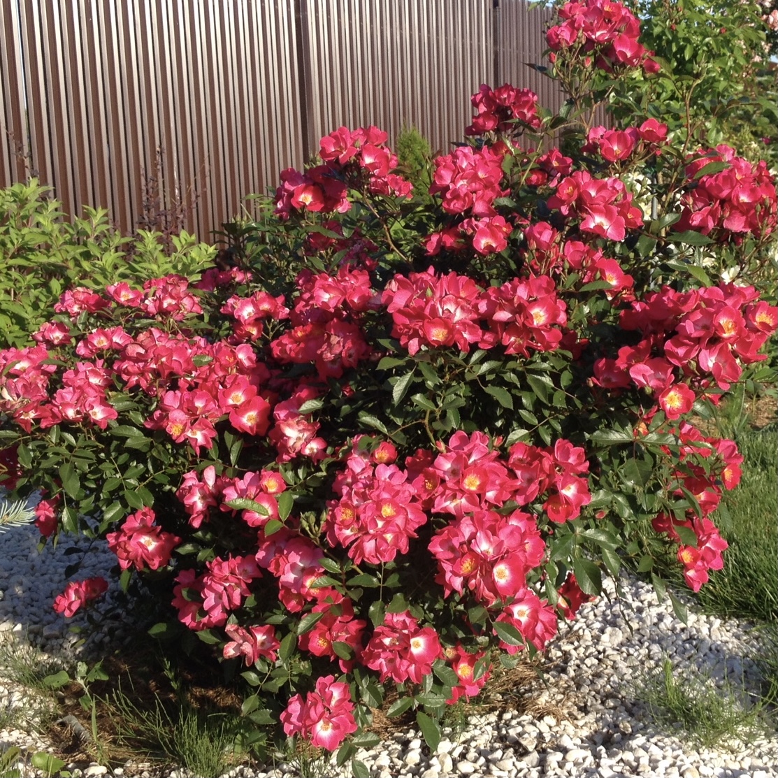 Гранд Дюк Жан в Уфе