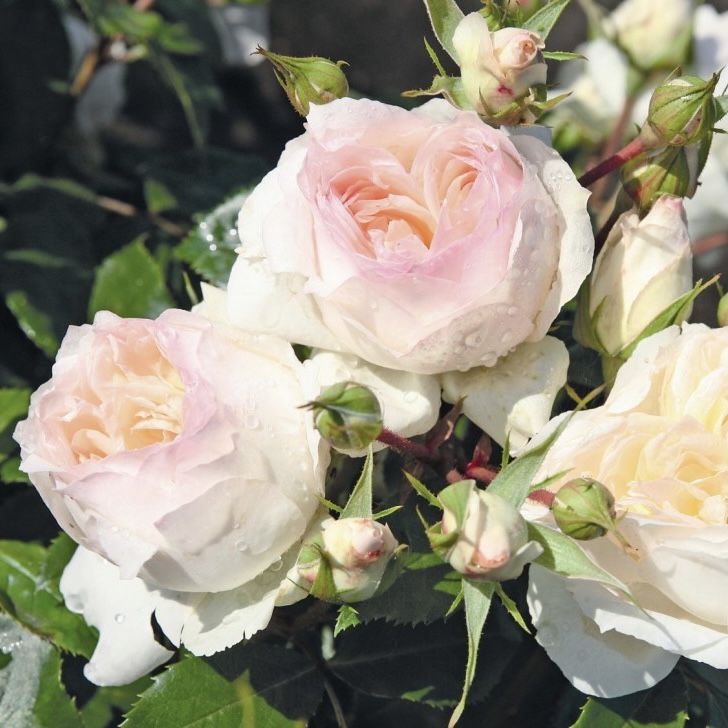 Стефани Баронин цу Гуттенберг в Уфе