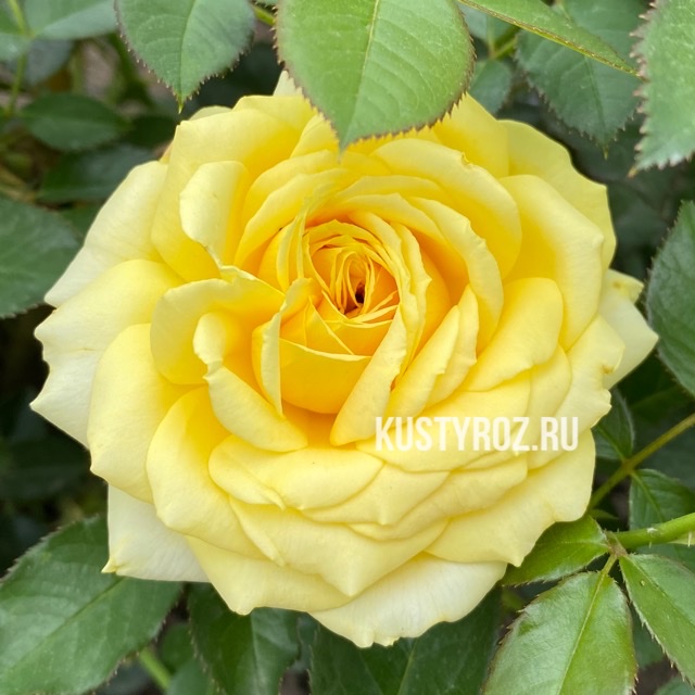 Санлайт Романтика в Уфе