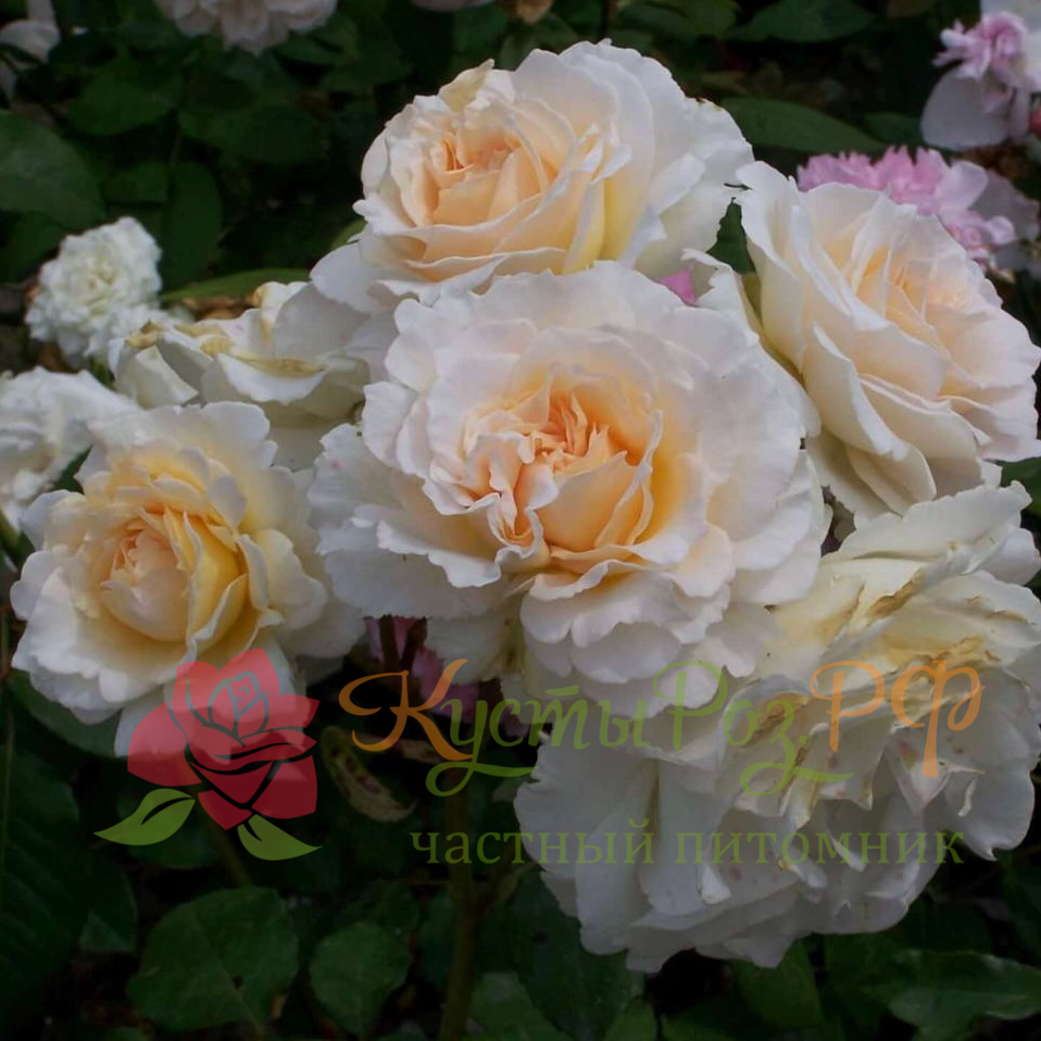 Пустыния (Poustinia) в Уфе