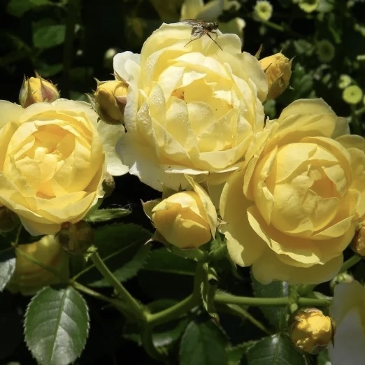 Голден Бордер в Уфе