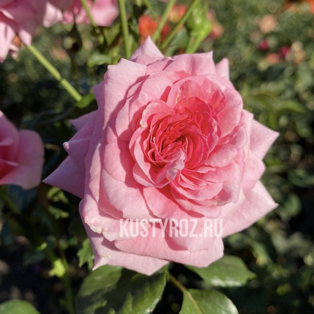 Дорошенхлосс Сабабург  (Sababurg) в Уфе