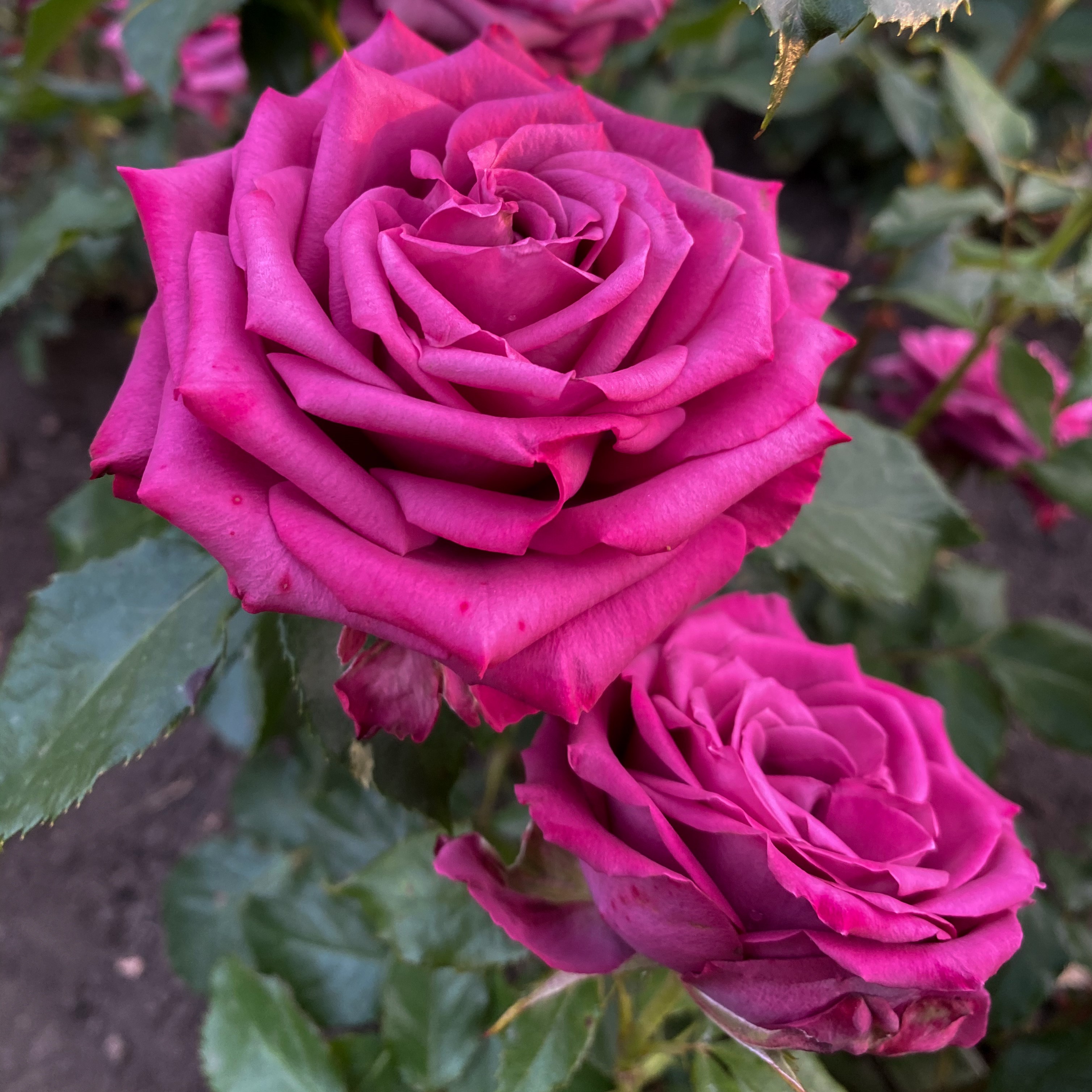 Даниэль ост (Daniel ost) в Уфе