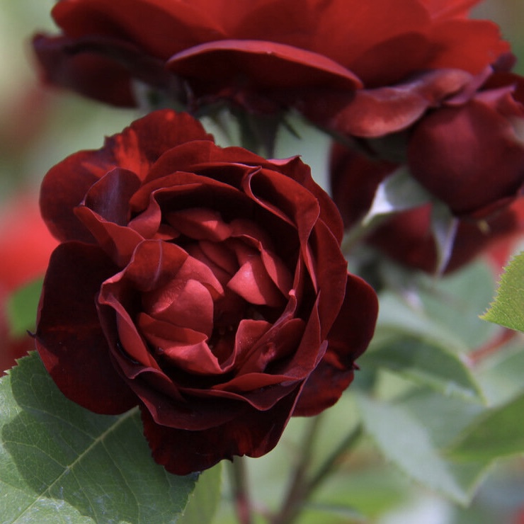 Маликорн в Уфе