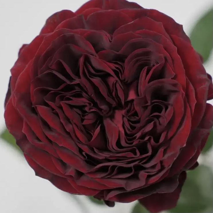 Майра Ред в Уфе