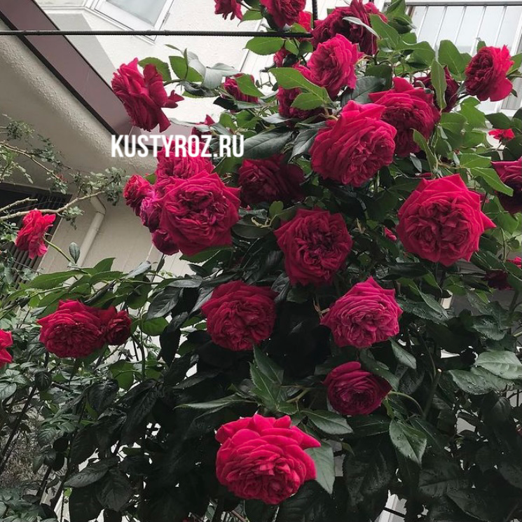 Републик дэ Монмарт в Уфе