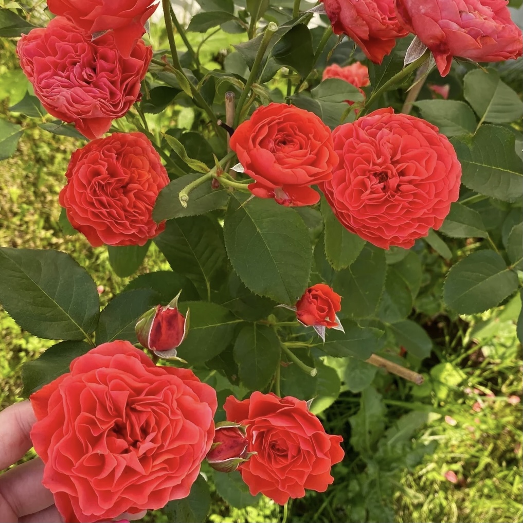 Леди оф Белград в Уфе