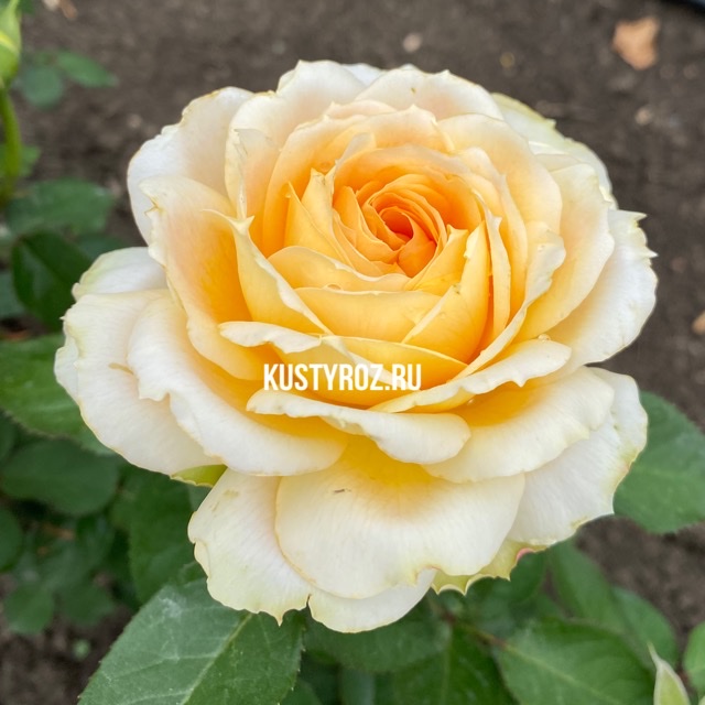 Чайковский (Tchaikovski) в Уфе