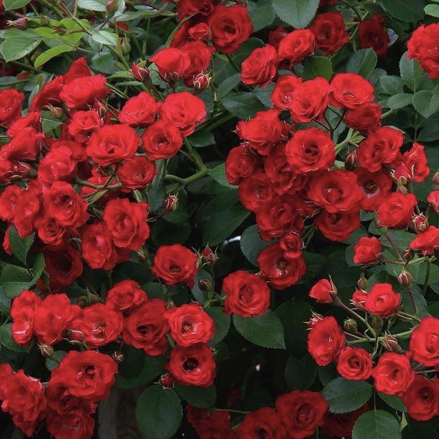 Скарлет Мейяндекор в Уфе