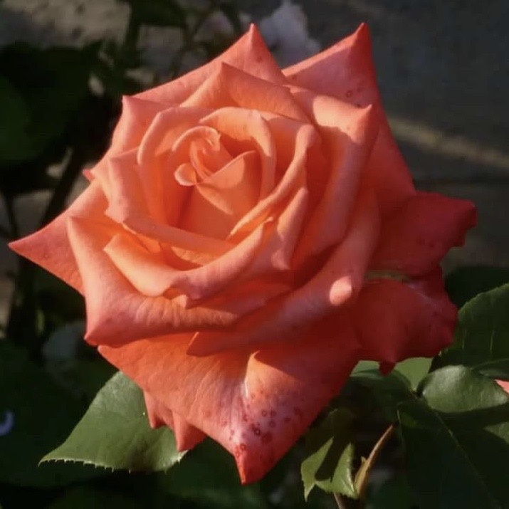 Импульс (Impulse) в Уфе