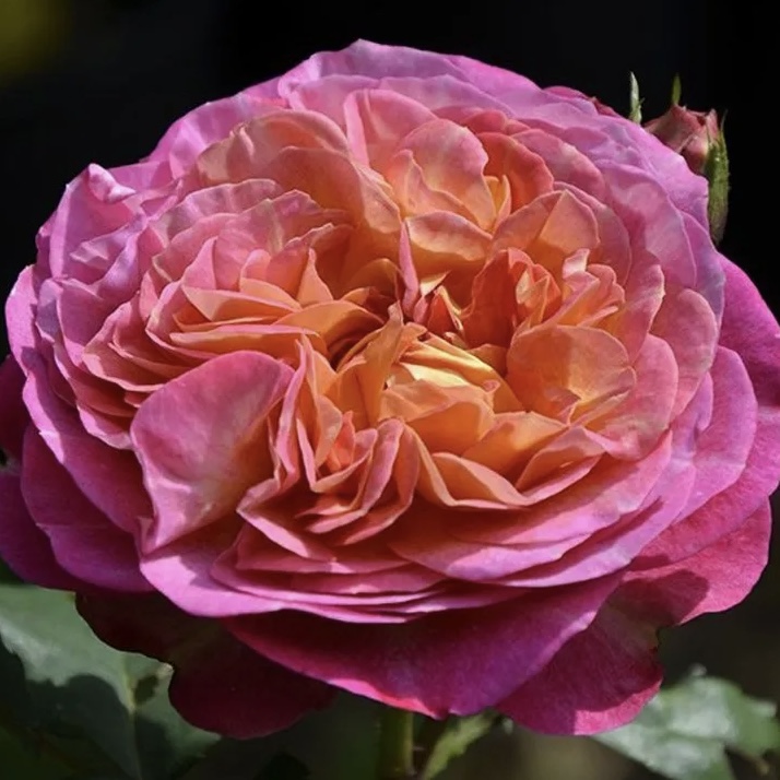 Сентенер де Лей-ле  (Centenaire de l'Haÿ-les-roses) в Уфе