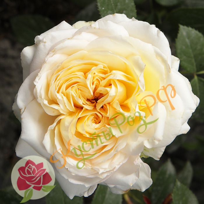 Май Гёрл (My Girl) в Уфе