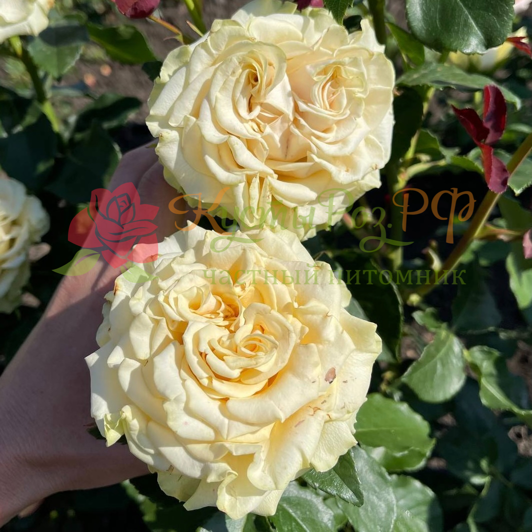 Марвел (Marvel) в Уфе