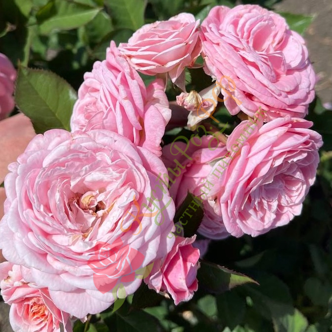 Розеграфин Мария Генриетта (Rosengräfin Marie Henriette) в Уфе