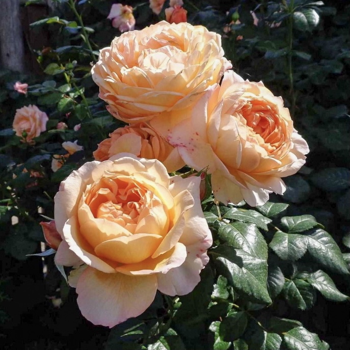 Капри в Уфе