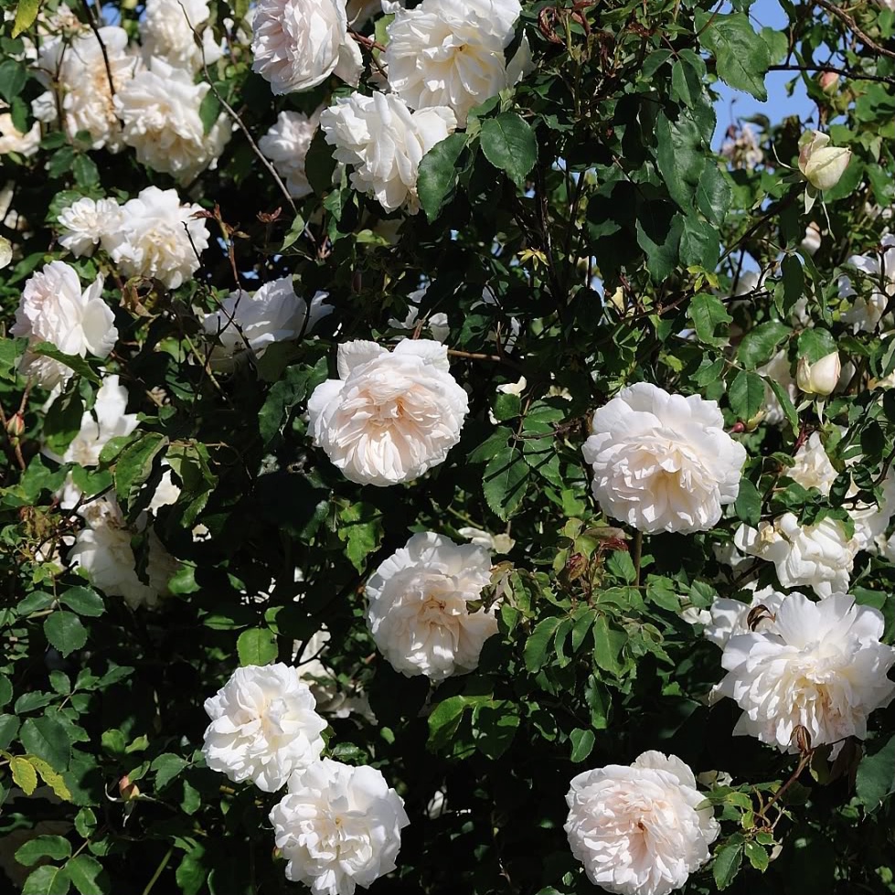 Мадам Альфред Карье в Уфе