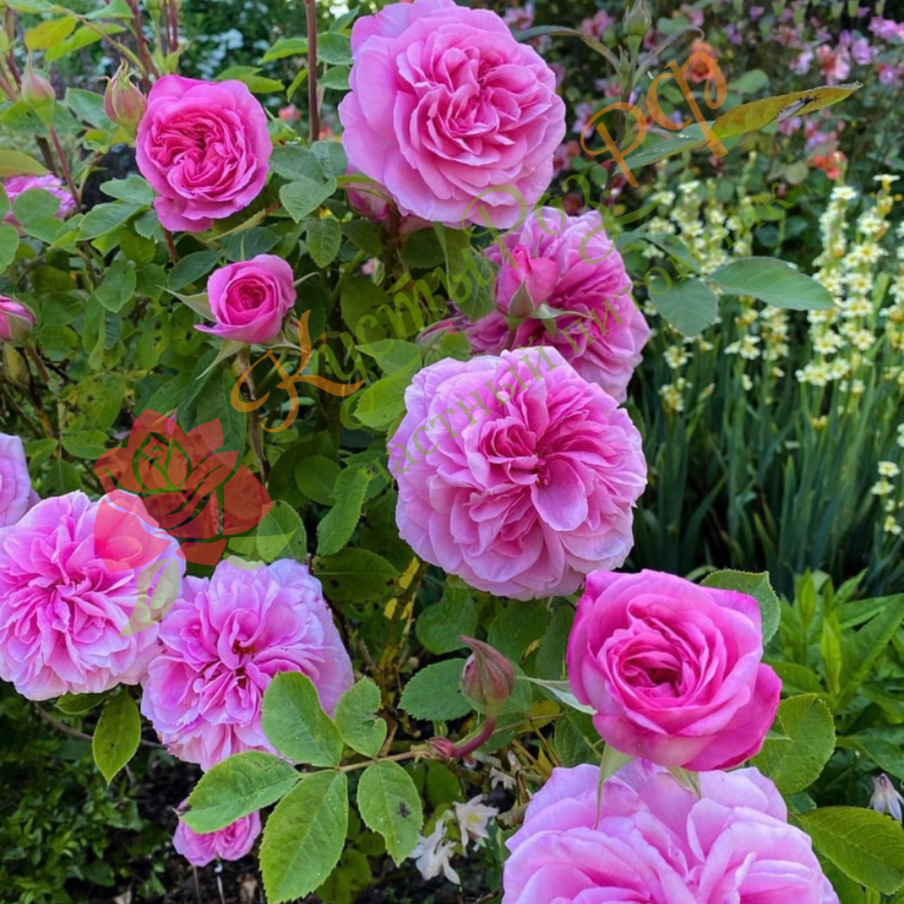 Гертруда Джекилл (Gertrude Jekyll) в Уфе