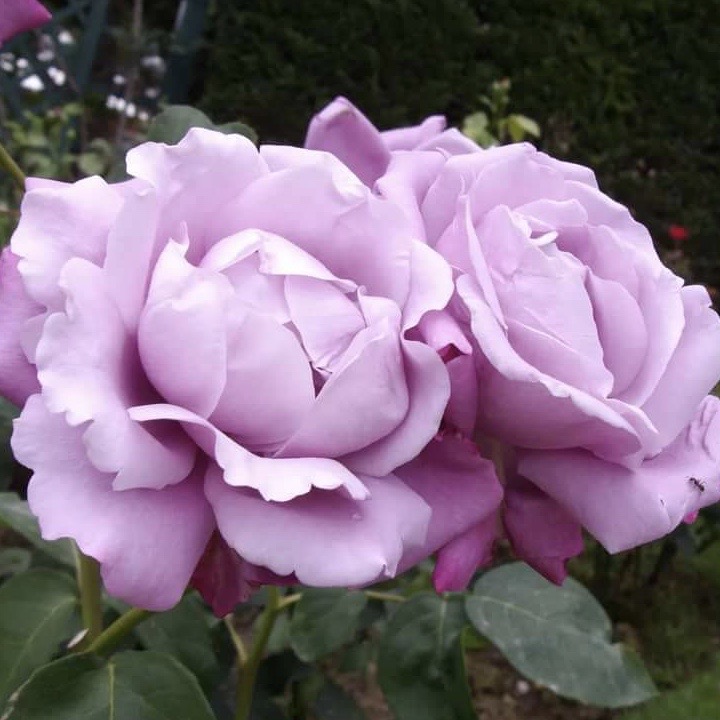 Шарль де Голь в Уфе