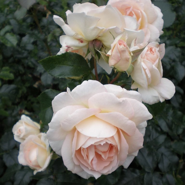 Мария Антуанетта в Уфе