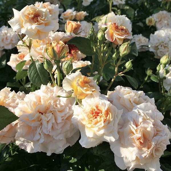 Комтесса в Уфе