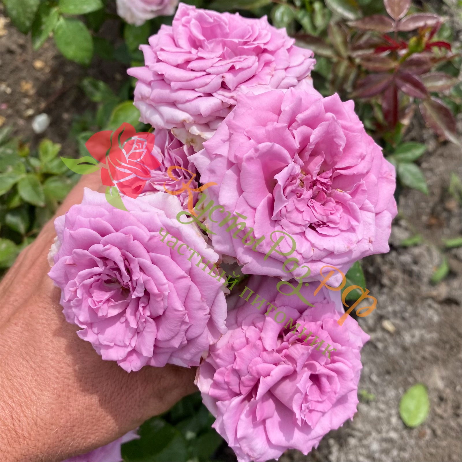 Сиреневый Туман (Lilac Fog) в Уфе