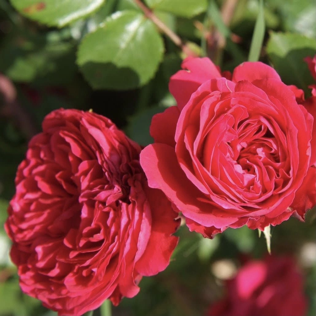 Ален Сушон в Уфе