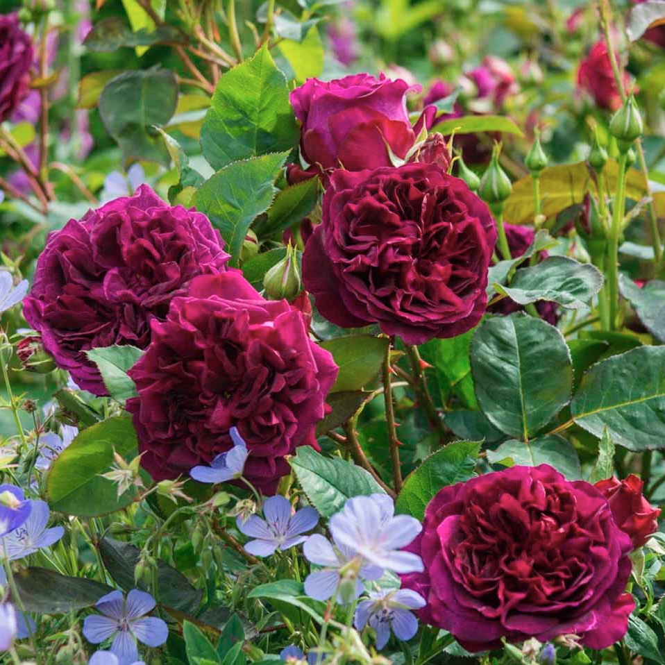 Манстед Вуд в Уфе