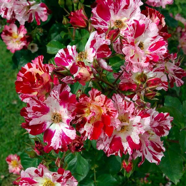 Ханаби в Уфе