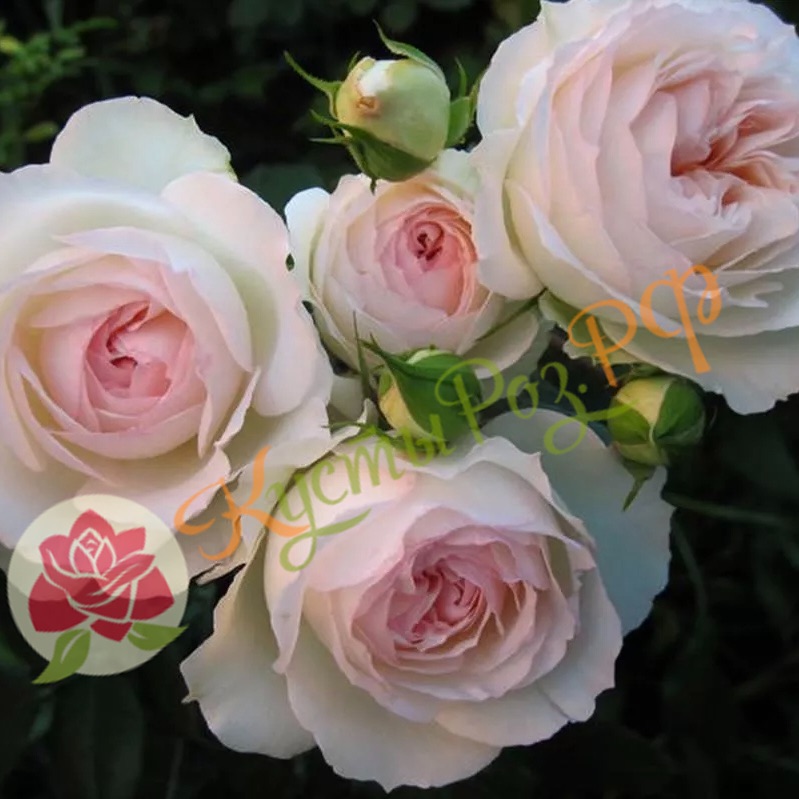 Графиня Элке цу Рантзау (Grafin Elke zu Rantzau) в Уфе