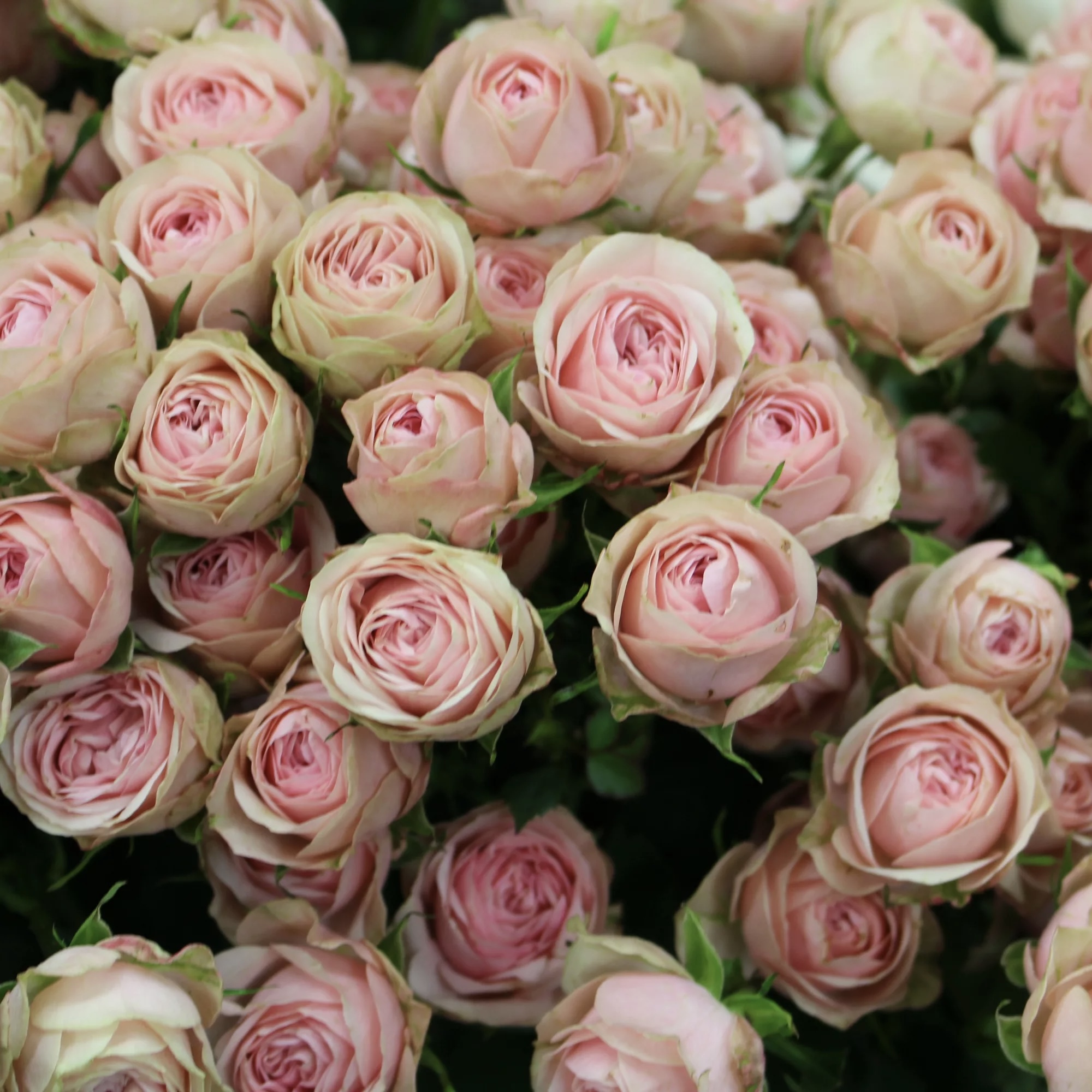 Эден Романтика в Уфе