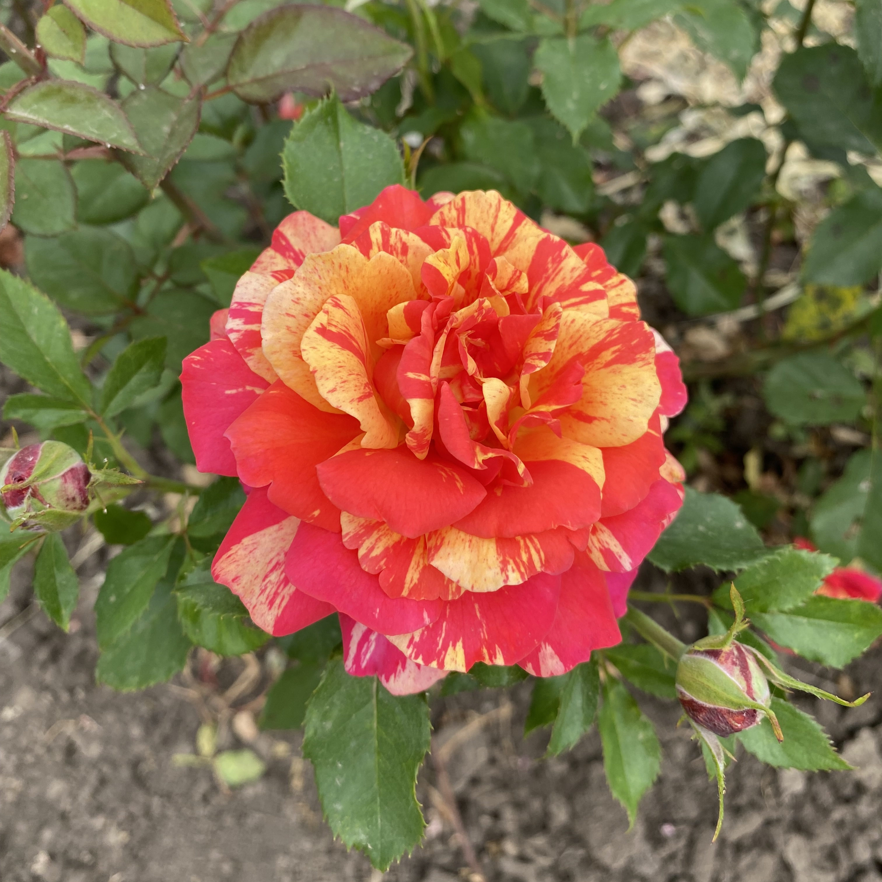 Оранж Лемон в Уфе