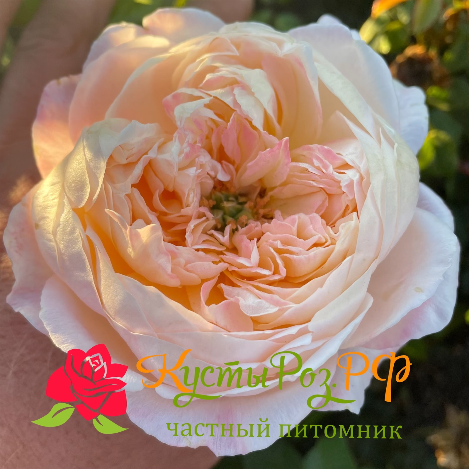 Мадам Гуля (Madame Gylua) в Уфе