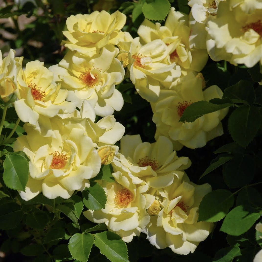 Санни роуз (Sunny Rose) в Уфе