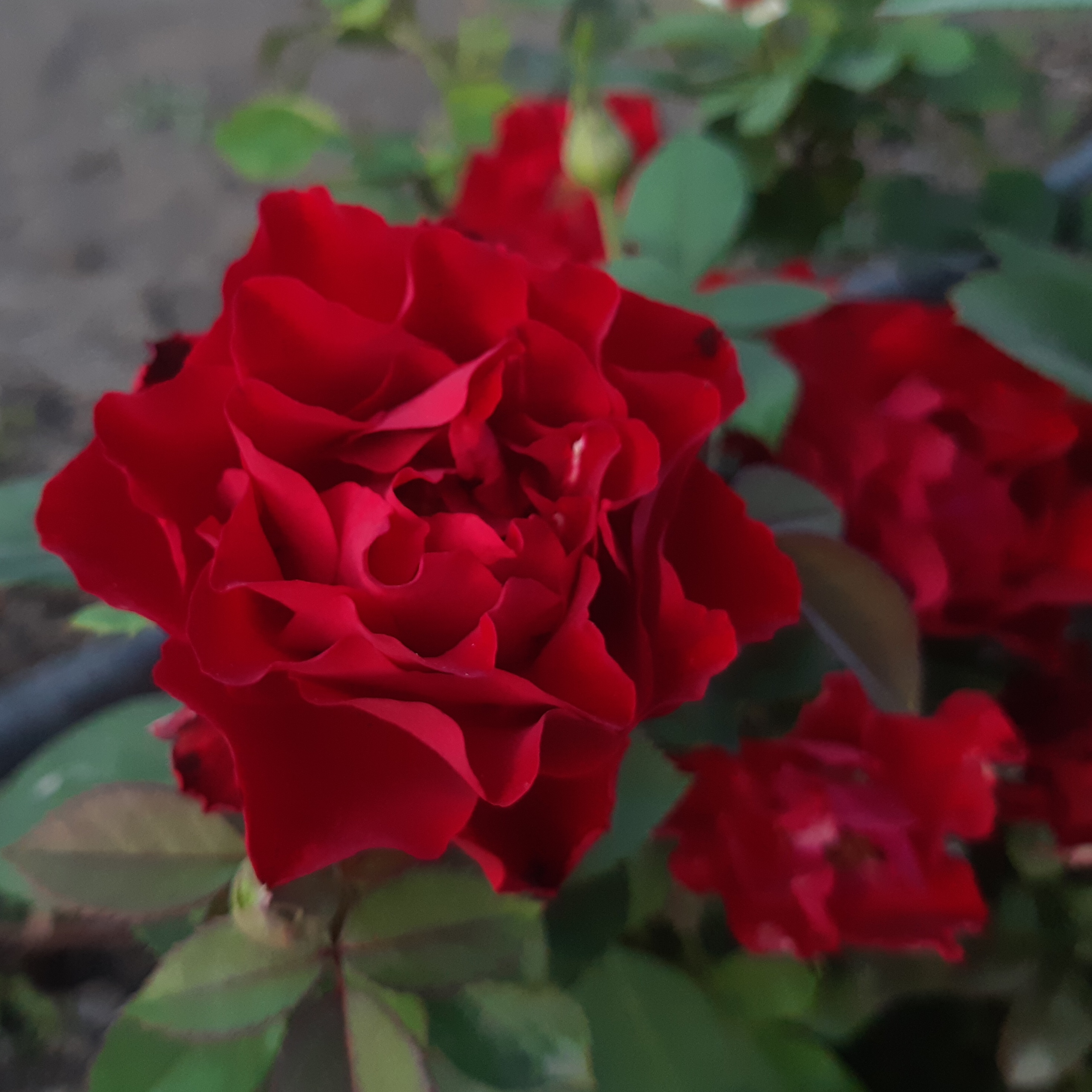 Индиан Рафлс в Уфе