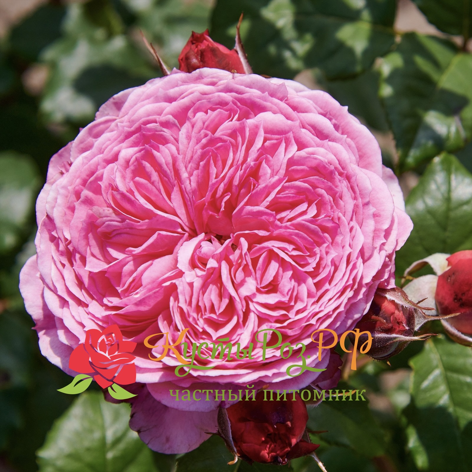 Тео Клеверс (Theo Clevers) в Уфе