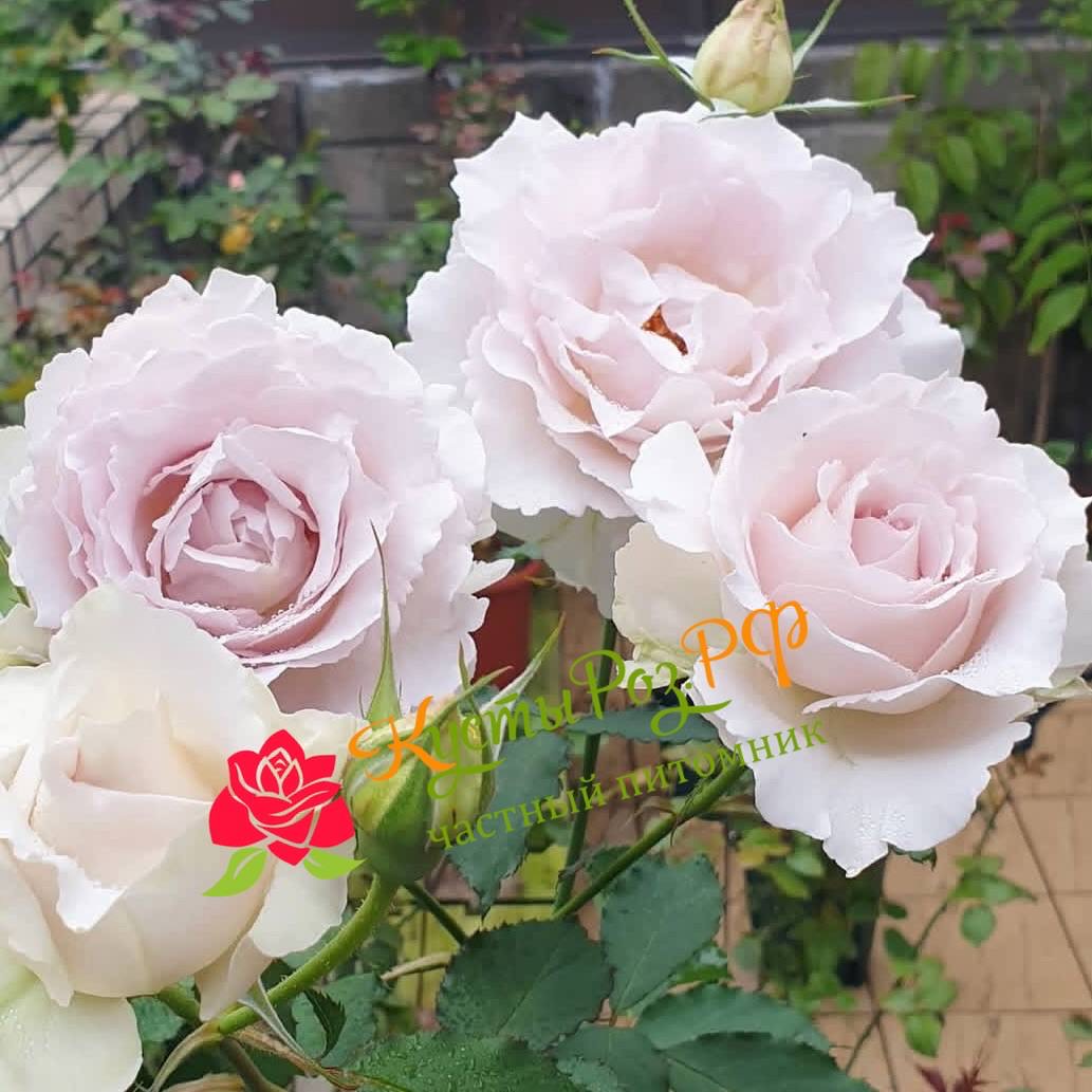 Сапфирет (Saphiret) в Уфе