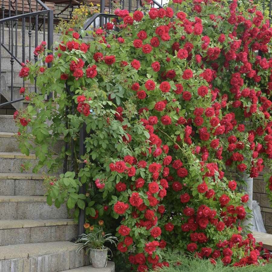 Фламентанц в Уфе