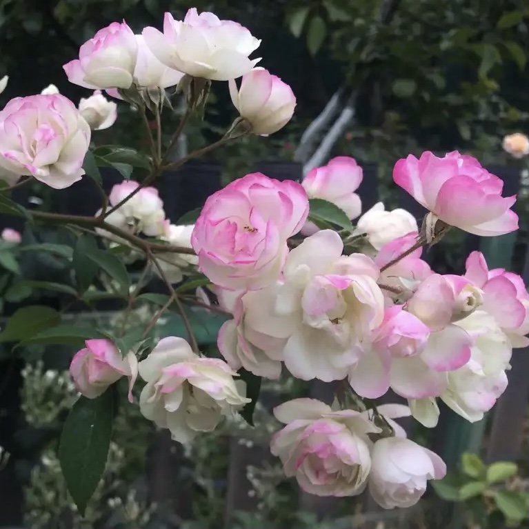 Блашин Брайд в Уфе