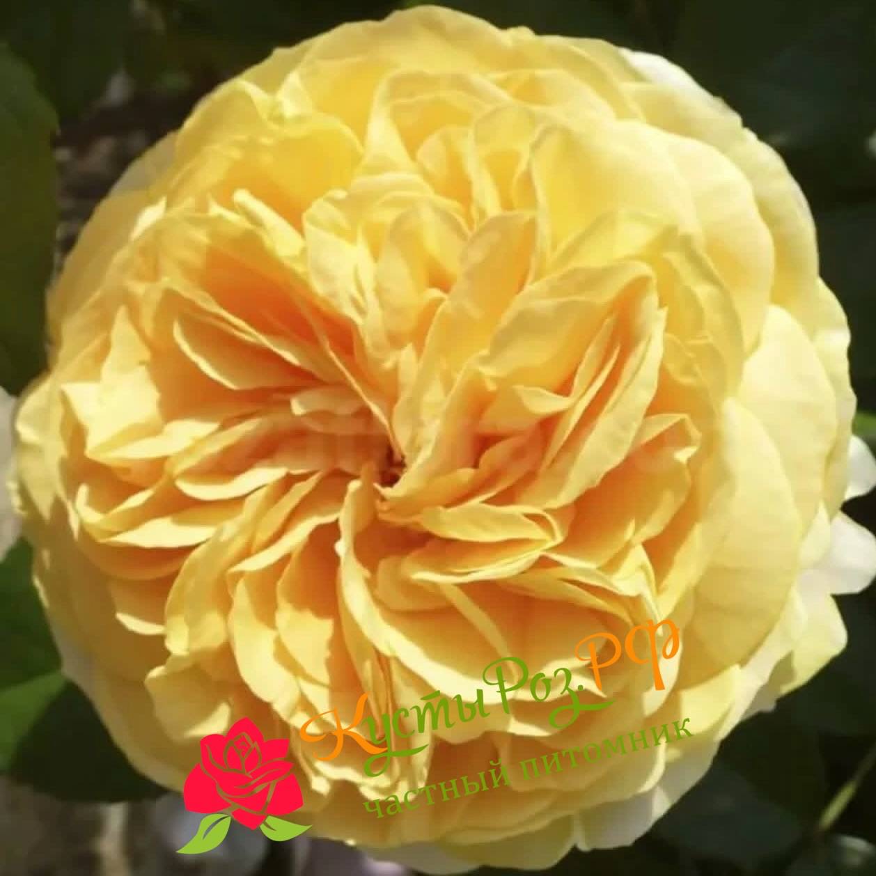 Чиппендейл Голд (Chippendale Gold) в Уфе