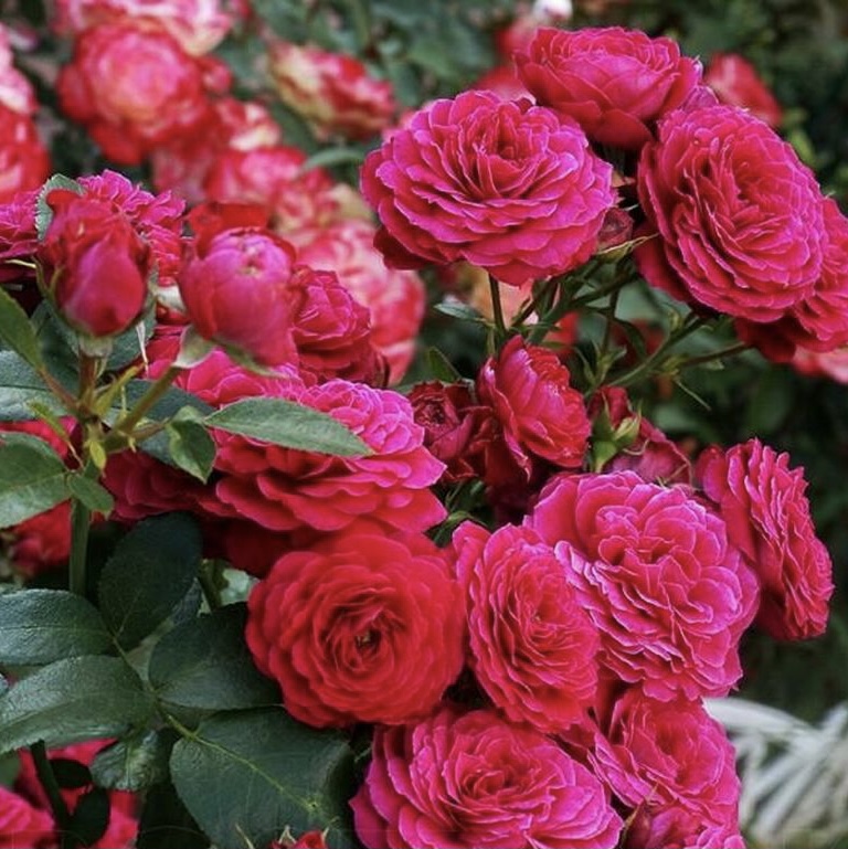 Домэн дэ Сэн Жан де Борегар в Уфе