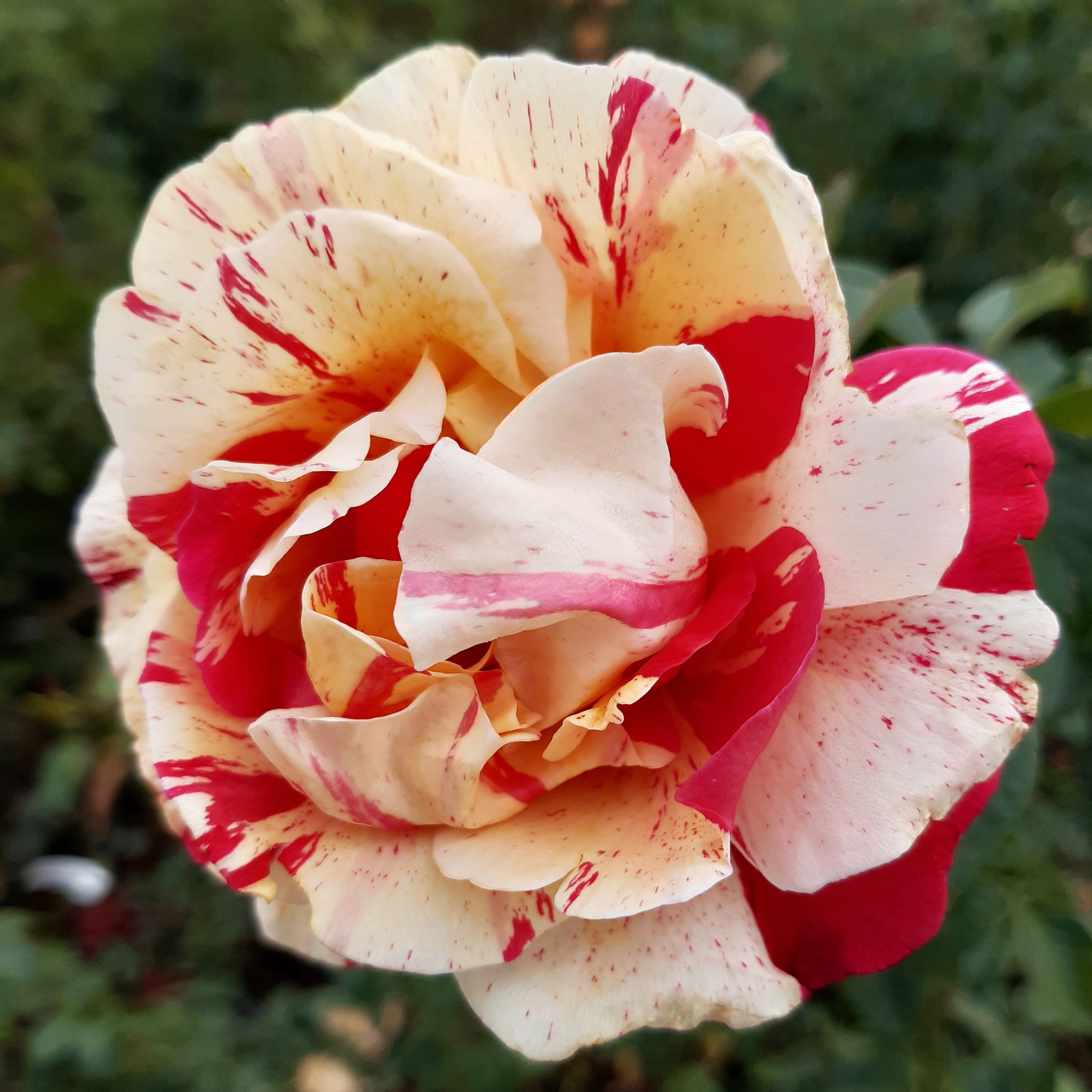 Ванилла Фрейз (Vanille Fraise) в Уфе