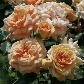 Бентхаймер Голд (Bentheimer Gold) в Уфе