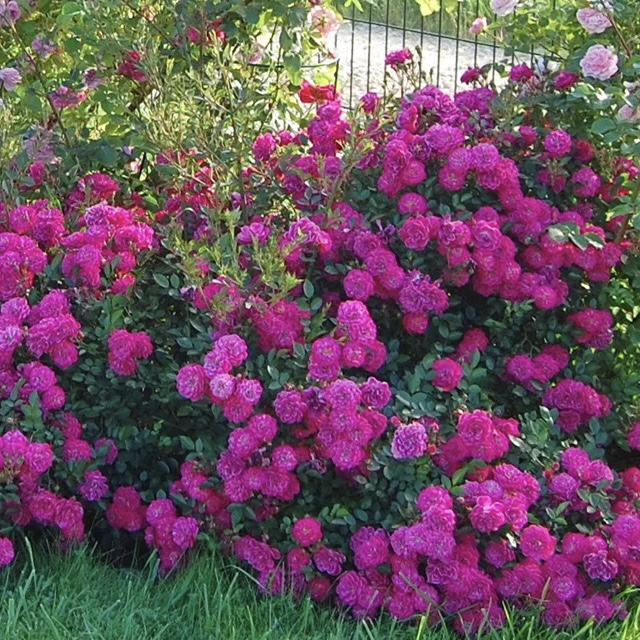 Пёрпл Рейн в Уфе