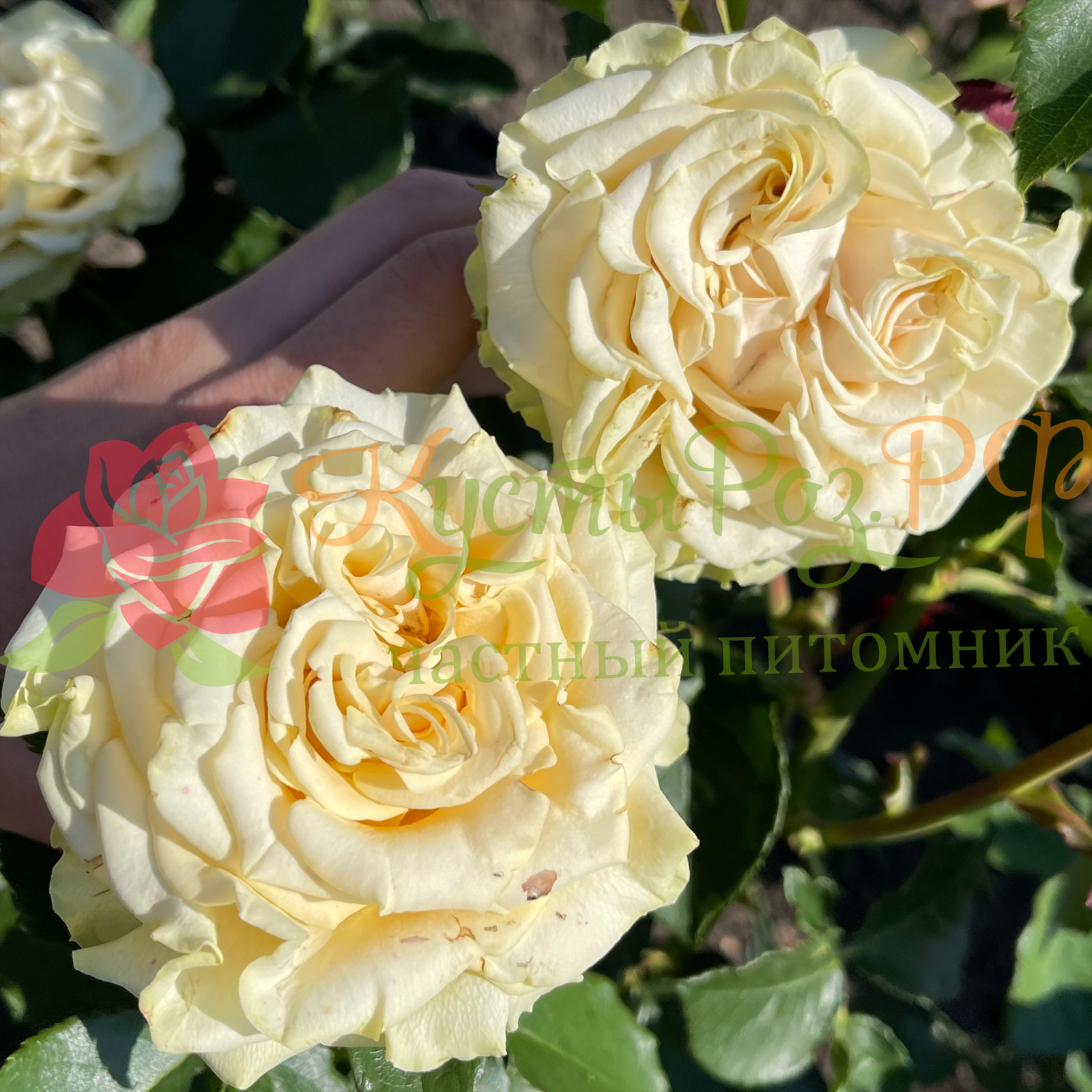 Лондон (London ) в Уфе