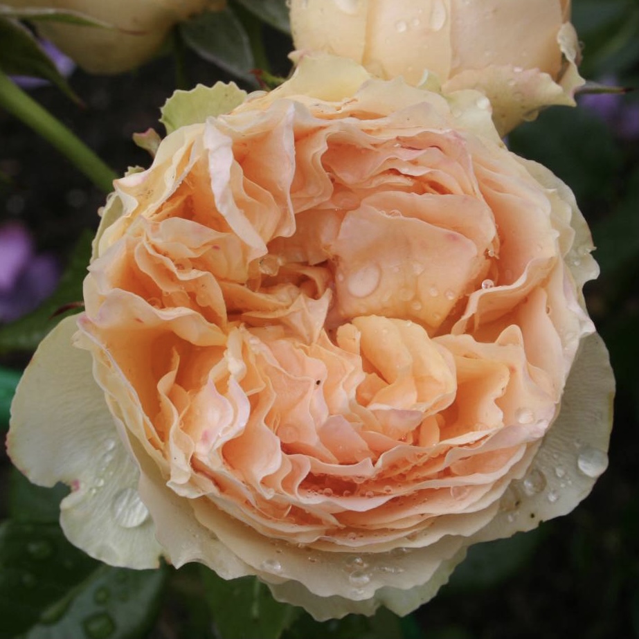 Генриетта Барнетт в Уфе