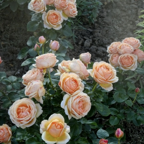 Йорс Континент Френдшип  (Yours in Continued Friendship) в Уфе