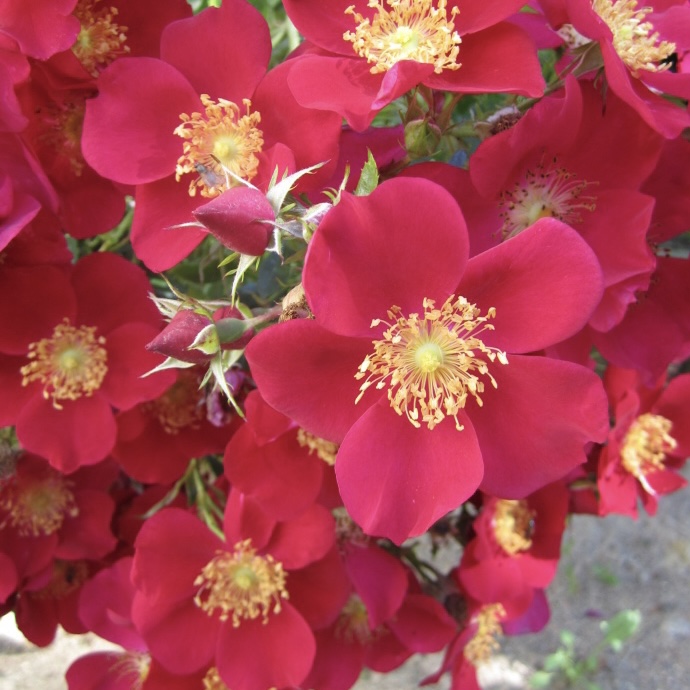 Перпл Хейз в Уфе