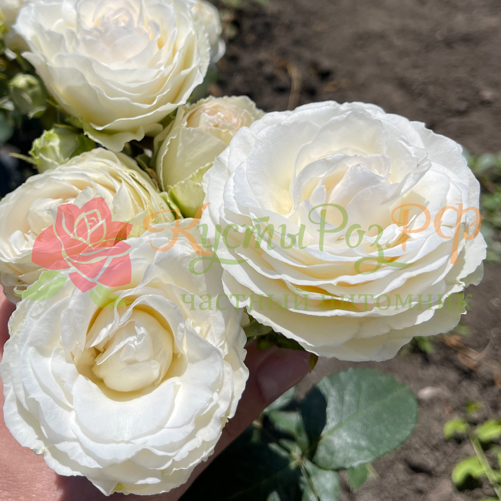 Порселейн Лейс (Porcelain Lace) в Уфе