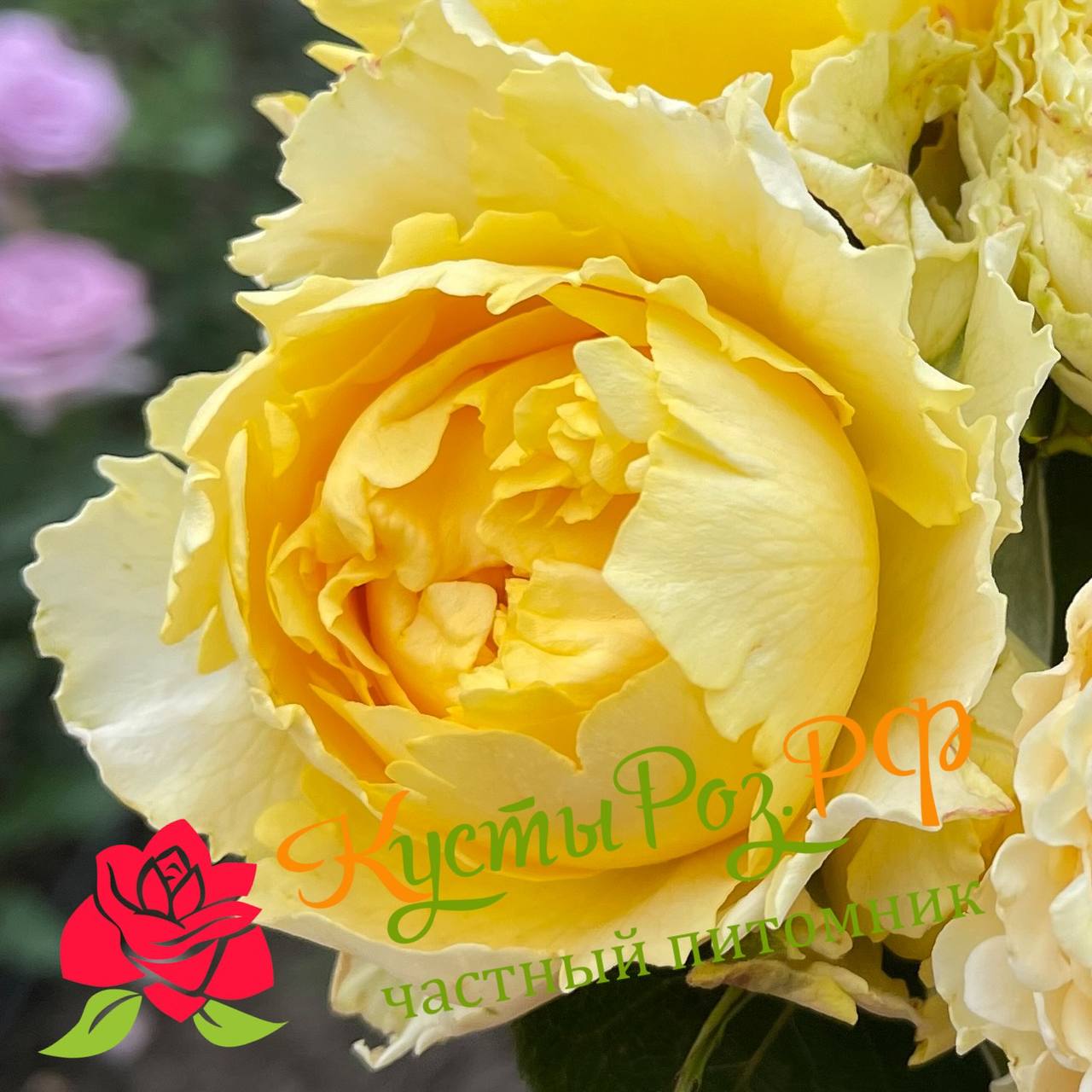 Каралуна Голд (Caraluna Gold) в Уфе