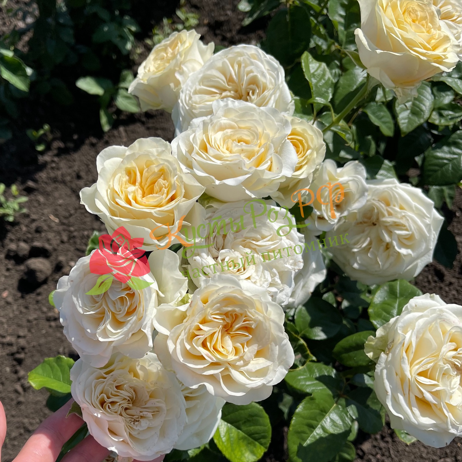 Баттеркап (Buttercup) в Уфе